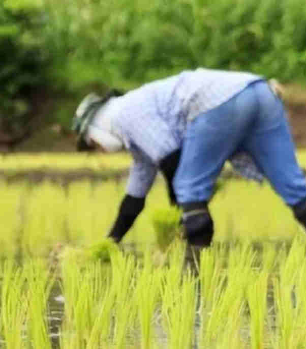 防除西瓜田杂草宜选用的除草剂